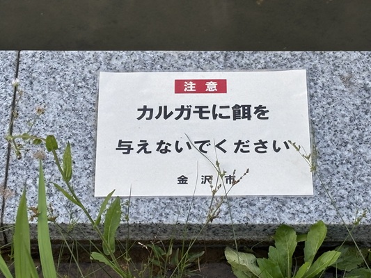 かるがも注意