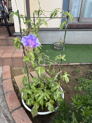 あさがお
